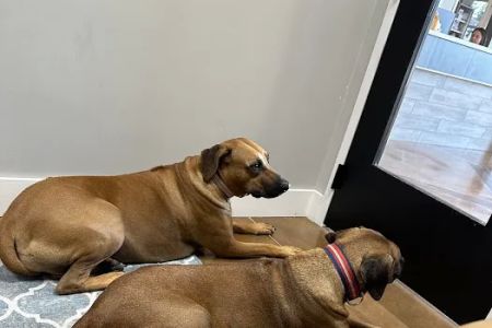 Furdunkin Veterinary Emergency Hospital
