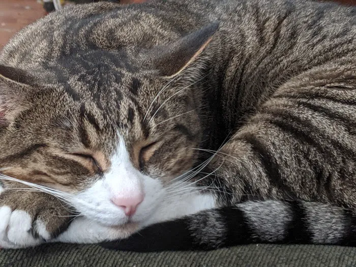 Furdunkin Veterinary Emergency Hospital 7