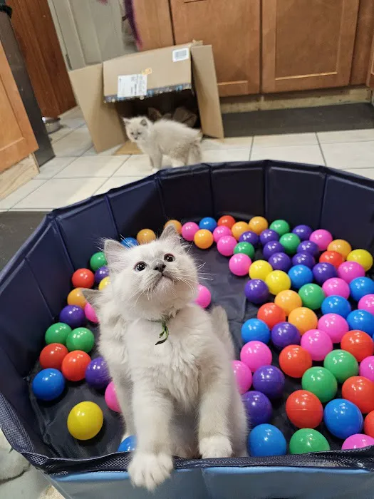 Ragdolls On CabbageHill 9