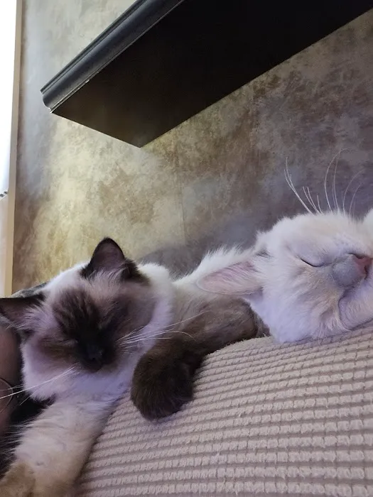 Ragdolls On CabbageHill 2