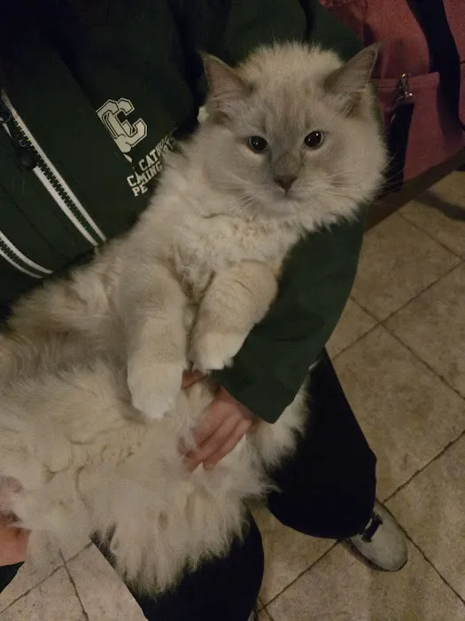 Ragdolls On CabbageHill 1