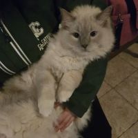 Ragdolls On CabbageHill ico