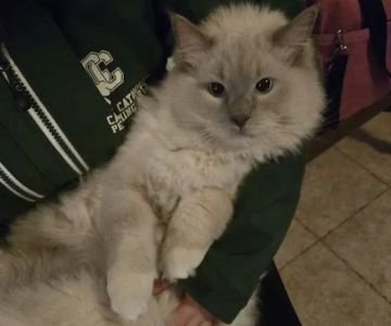 Ragdolls On CabbageHill