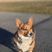Pet Emergency Treatment and Specialties ico