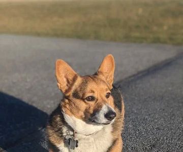 Pet Emergency Treatment and Specialties