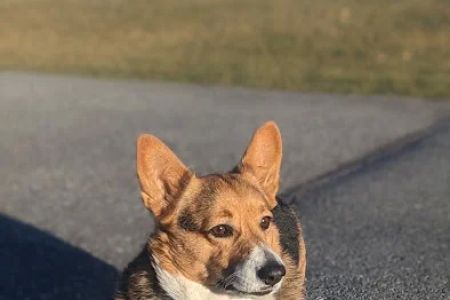 Pet Emergency Treatment and Specialties