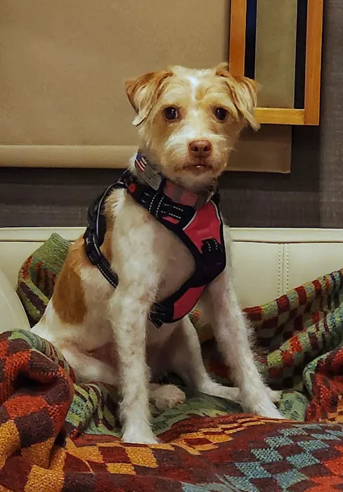 Pet Emergency Treatment and Specialties 12