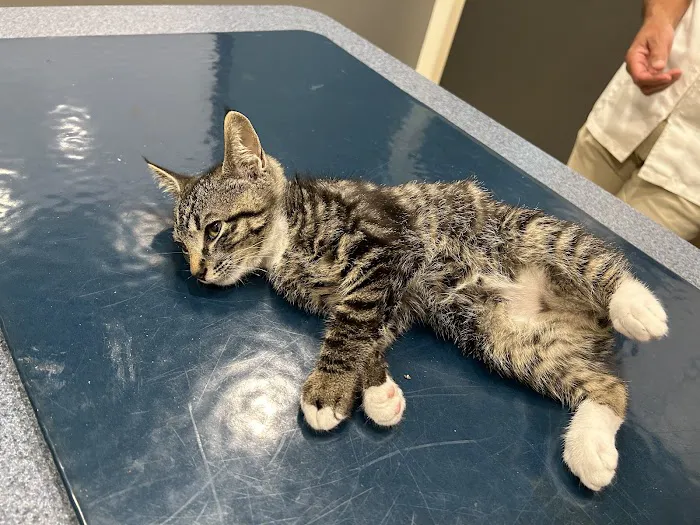 Pet Emergency Treatment and Specialties 12