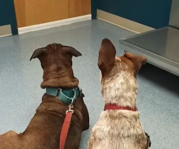 Bernville Veterinary Pet Spa & Resort