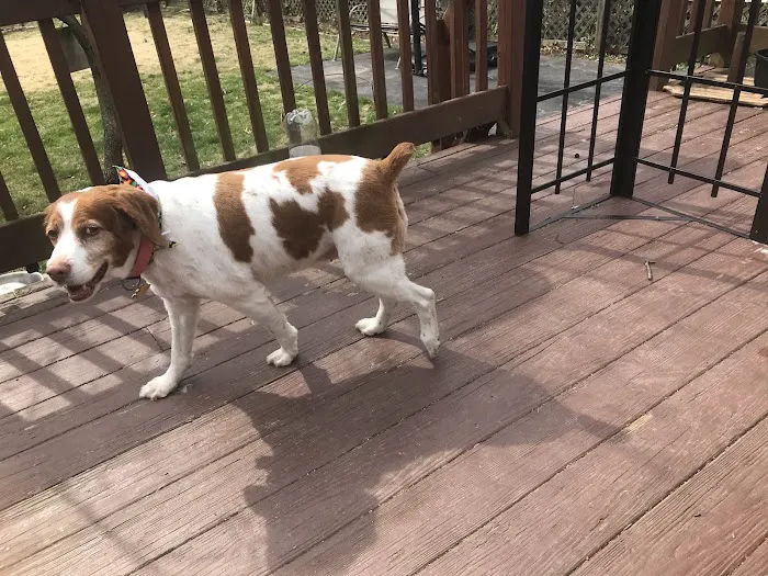 Bernville Veterinary Pet Spa & Resort 9