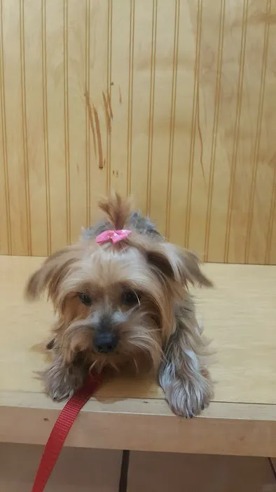 Bernville Veterinary Pet Spa & Resort 6