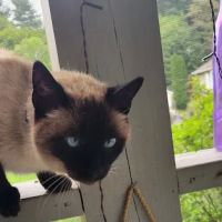Brunswick Veterinary Hospital ico