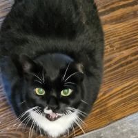 Blue Mountain Animal Hospital ico