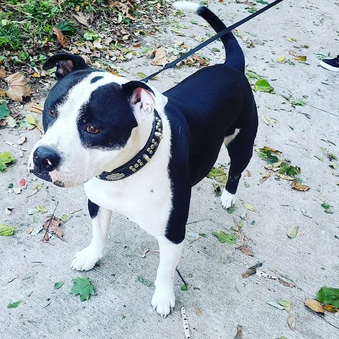 St. Francis Animal Clinic 4