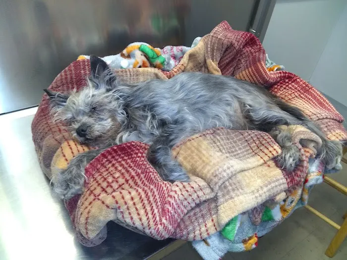 St. Francis Animal Clinic 5