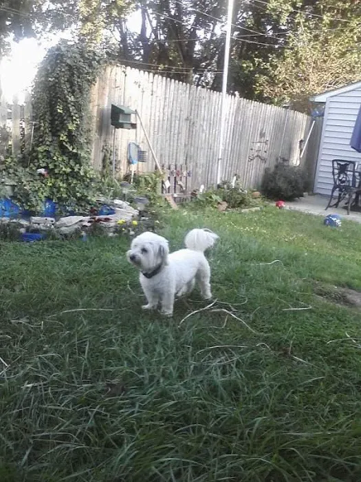 St. Francis Animal Clinic 7