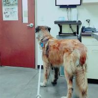 Ringtown Valley Veterinary Hospital ico