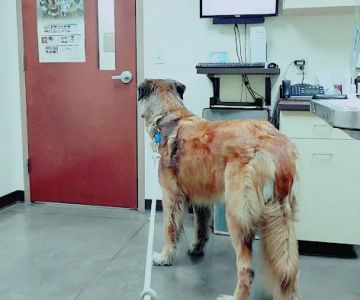 Ringtown Valley Veterinary Hospital