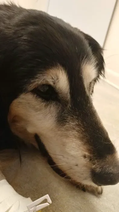 Leighow Veterinary Hospital: Butler Mason DVM 1