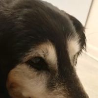 Leighow Veterinary Hospital: Butler Mason DVM ico