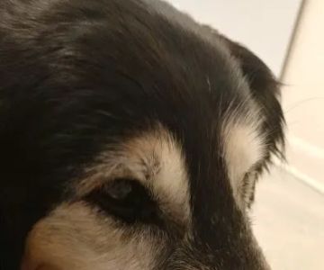 Leighow Veterinary Hospital: Butler Mason DVM
