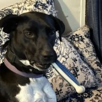 Caring Hands Animal Hospital Danville, PA ico