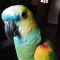 Alpine Animal Clinic ico