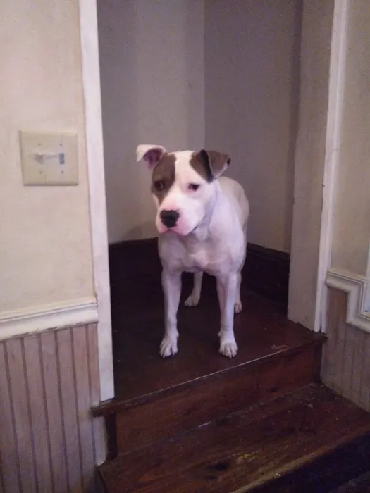 Hamburg Animal Hospital 9