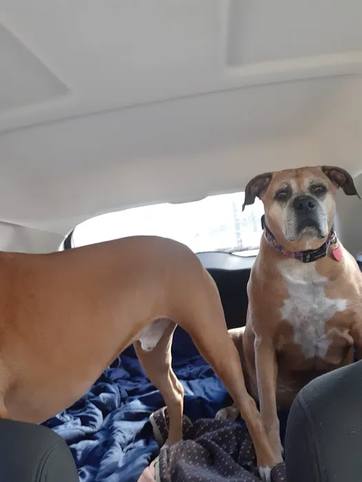 Companion Animal Hospital 6