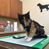 Companion Animal Hospital ico