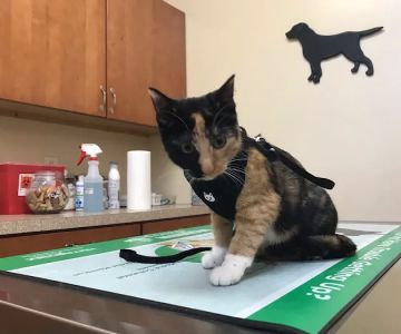 Companion Animal Hospital
