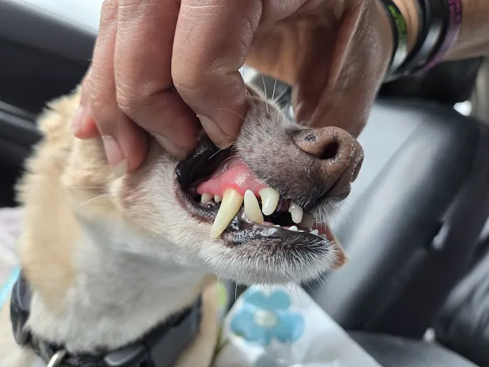 Companion Animal Hospital 2