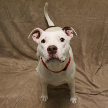 VCA Saukville Animal Hospital 4