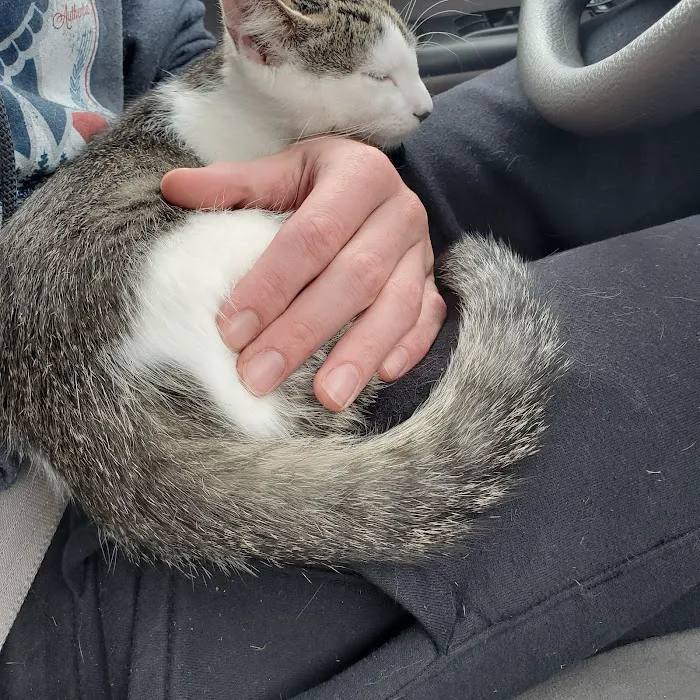VCA Saukville Animal Hospital 3