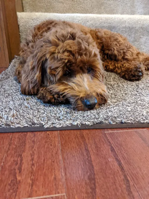 VCA Saukville Animal Hospital 6
