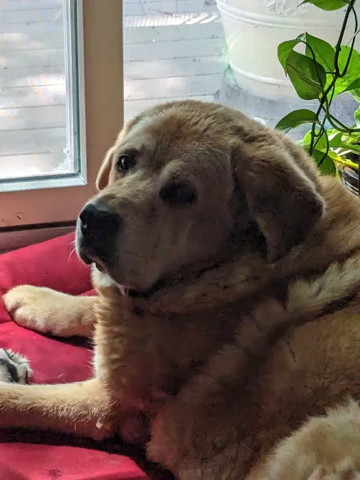 VCA Saukville Animal Hospital 2