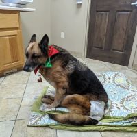 VCA Saukville Animal Hospital ico