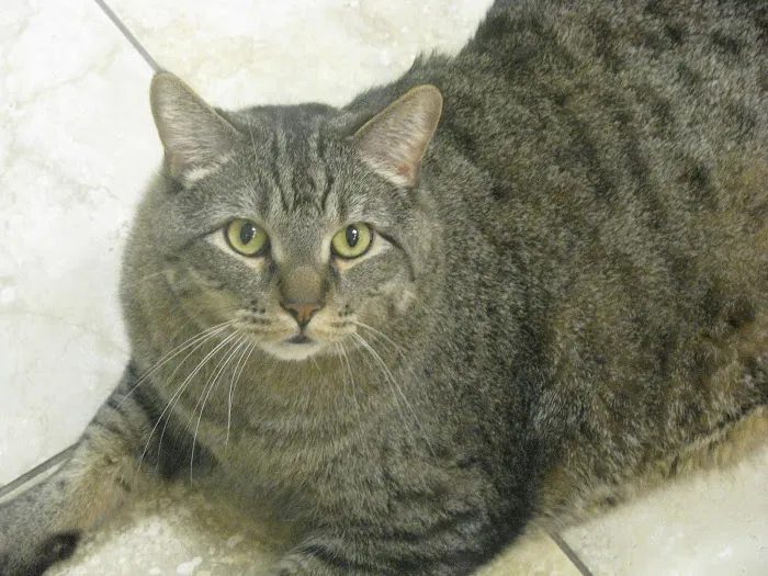 VCA Saukville Animal Hospital 8