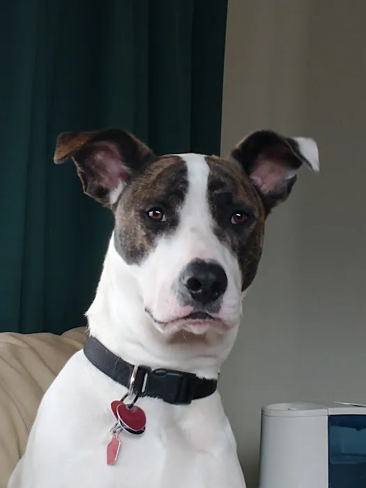 Saukville Veterinary Clinic: Stephani Jennifer DVM 1