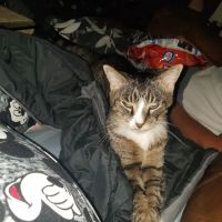Saukville Veterinary Clinic: Hinz Jennifer DVM ico