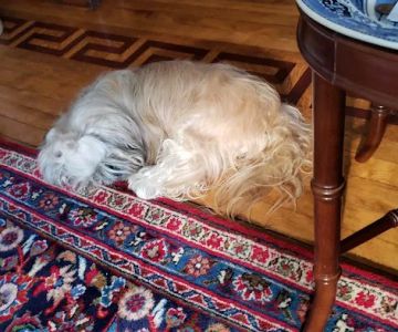 The Little Animal Hospital SC: Charlotte Little DVM
