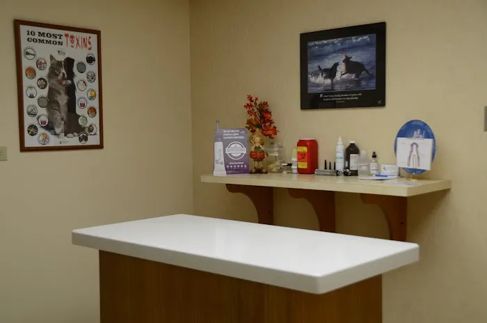 The Little Animal Hospital 5