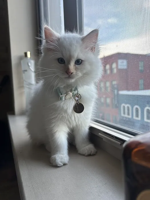 Fur Baby Ragamuffins 3
