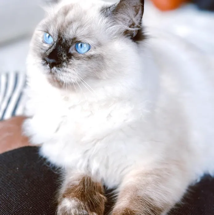 Fur Baby Ragamuffins 4