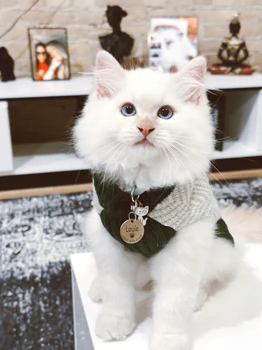 Fur Baby Ragamuffins 2