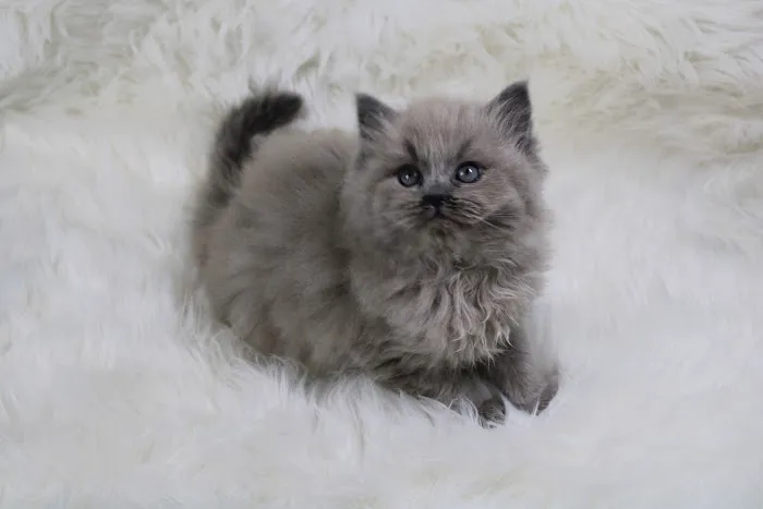 Fur Baby Ragamuffins 6