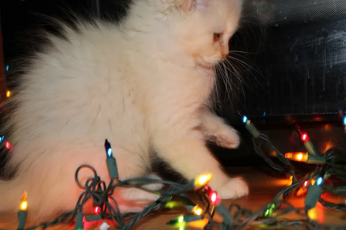 Fur Baby Ragamuffins 9