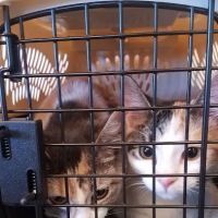 Fredonia Veterinary Clinic ico
