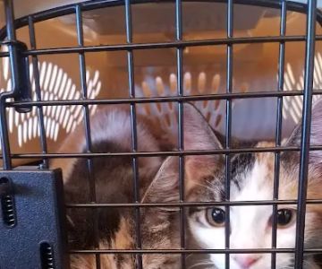 Fredonia Veterinary Clinic