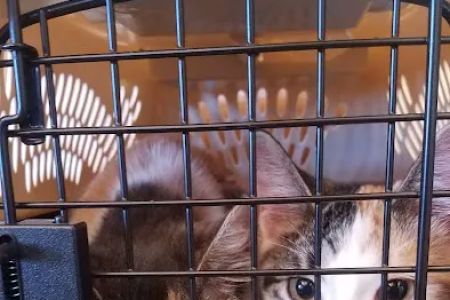 Fredonia Veterinary Clinic